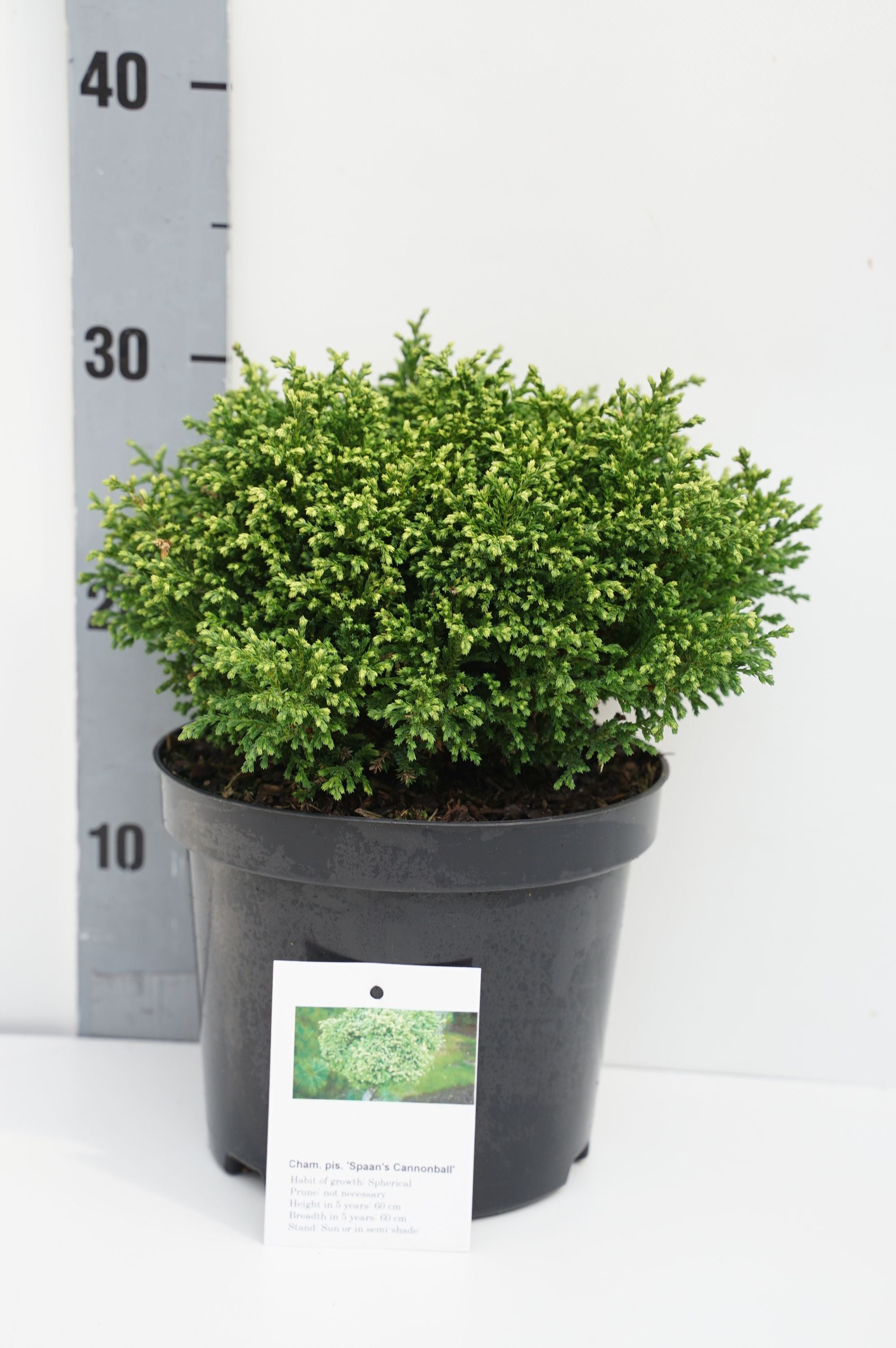 Ädelcypress p. &