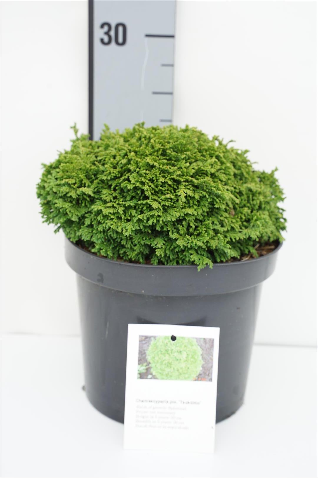 Ädelcypress p. &
