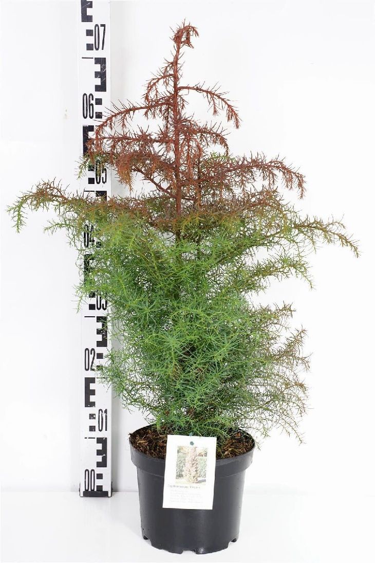 Cryptomeria j. &