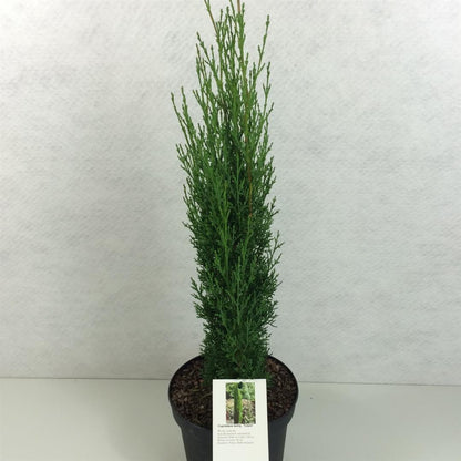 Cupressus semp. &