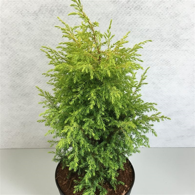 Juniperus comm. &