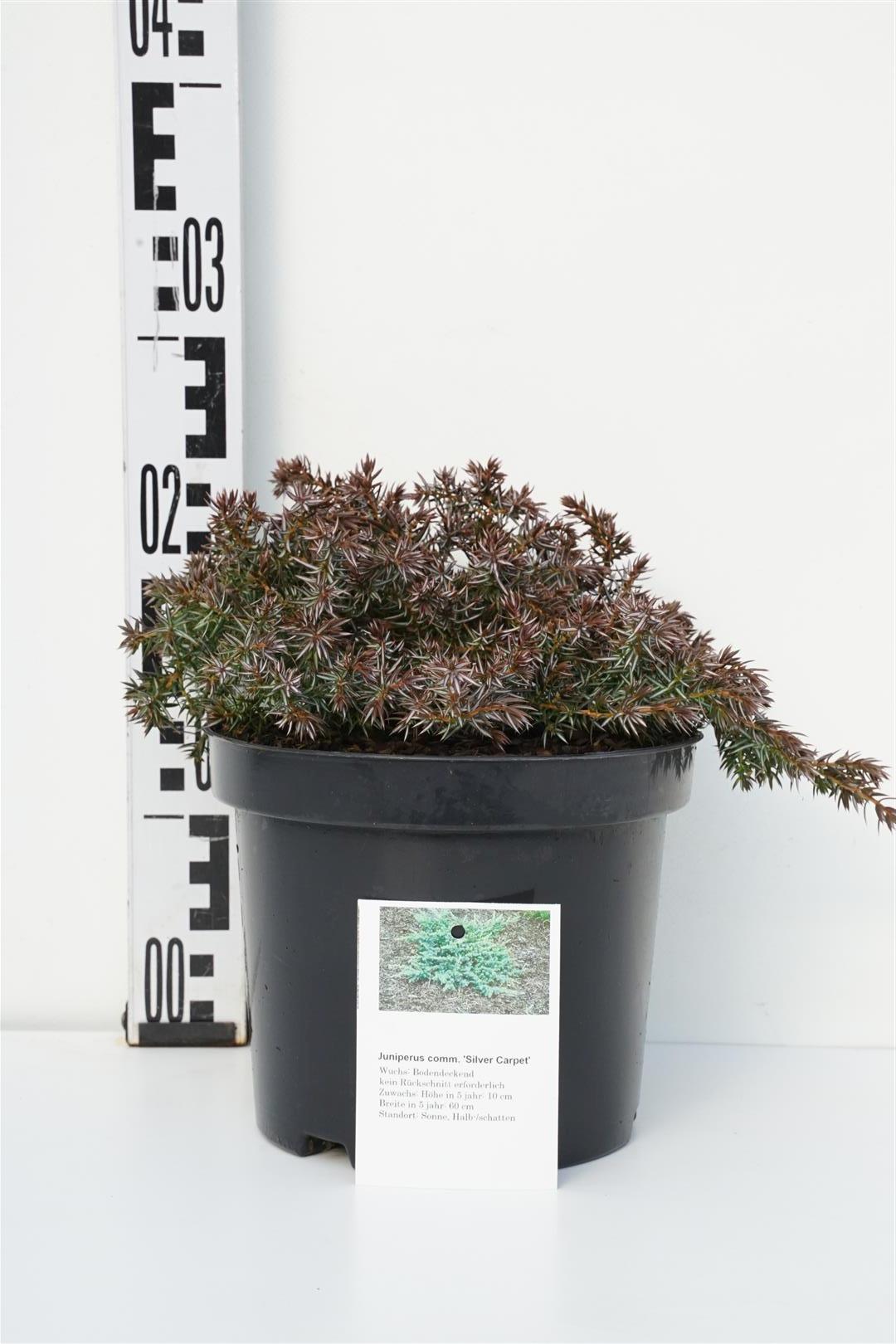 Juniperus com. &