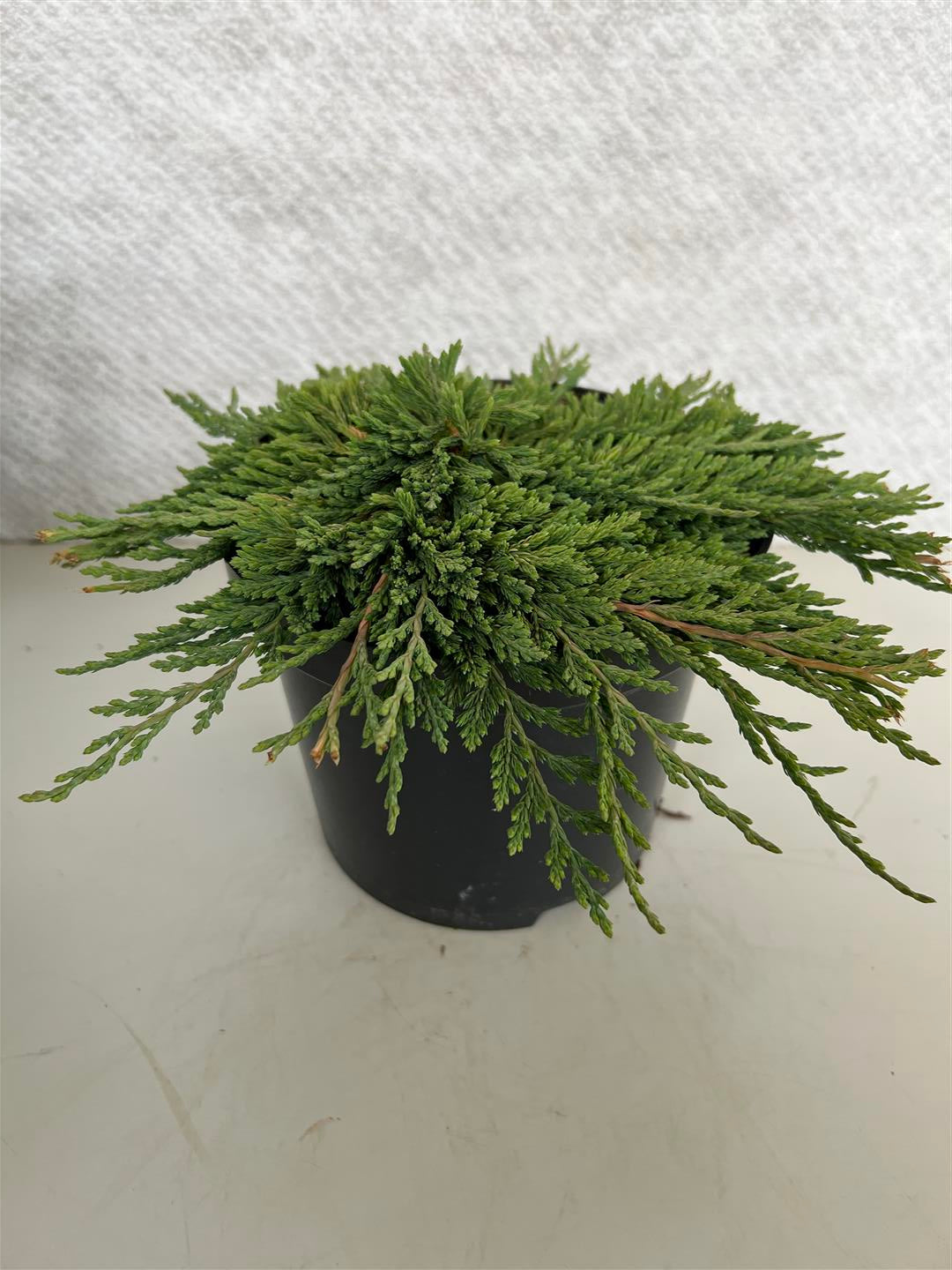 Juniperus horizontalis &