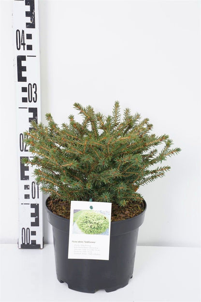 Picea abies &