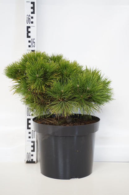 Pinus dens. &