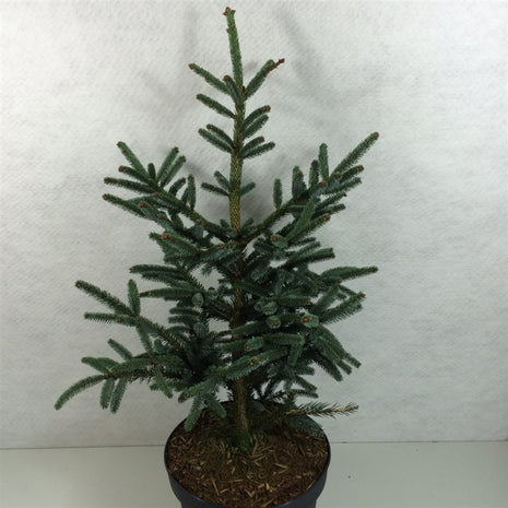 Picea glauca 'Blue Star'