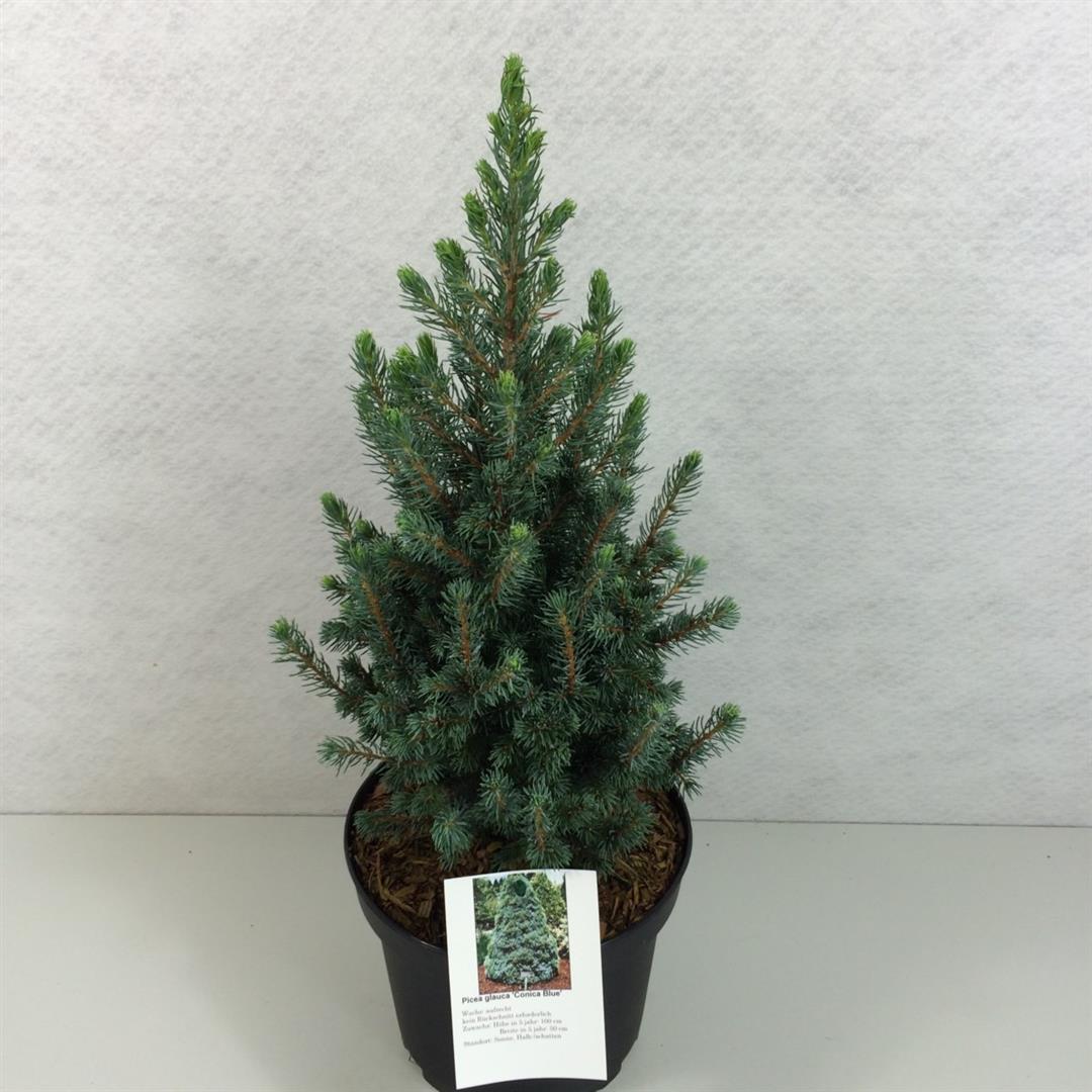 Gran glauca &