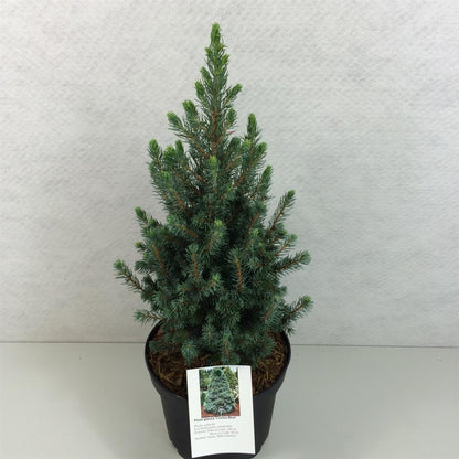 Picea glauca &