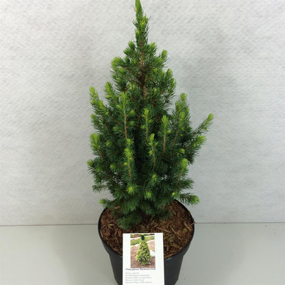 Picea glauca &