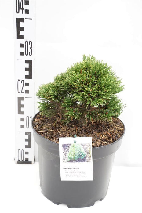 Pinus holdr. "Schmidtii"