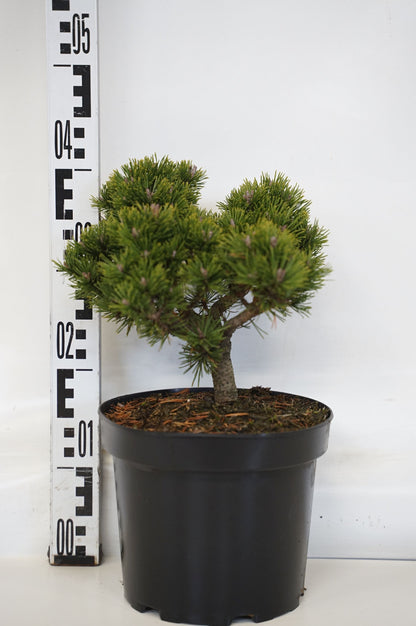 Pinus mugo &