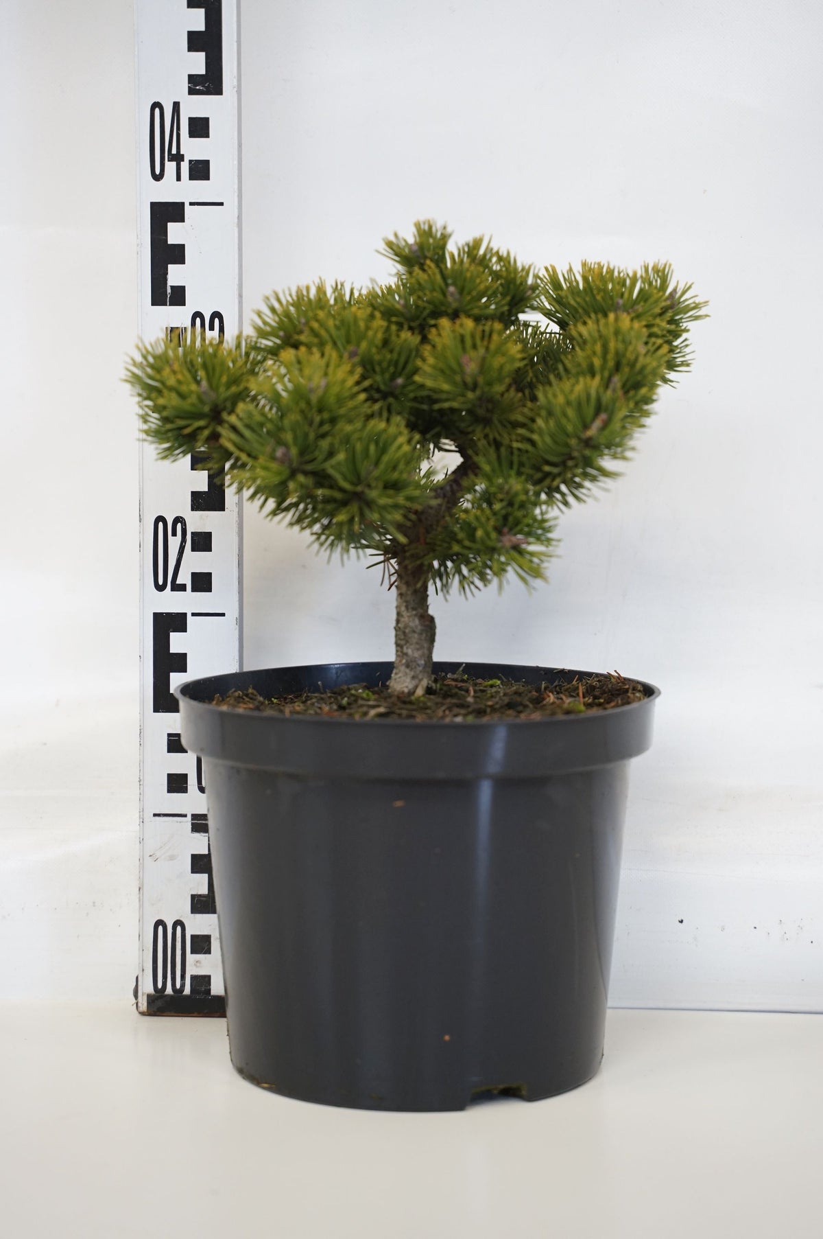 Pinus mugo &