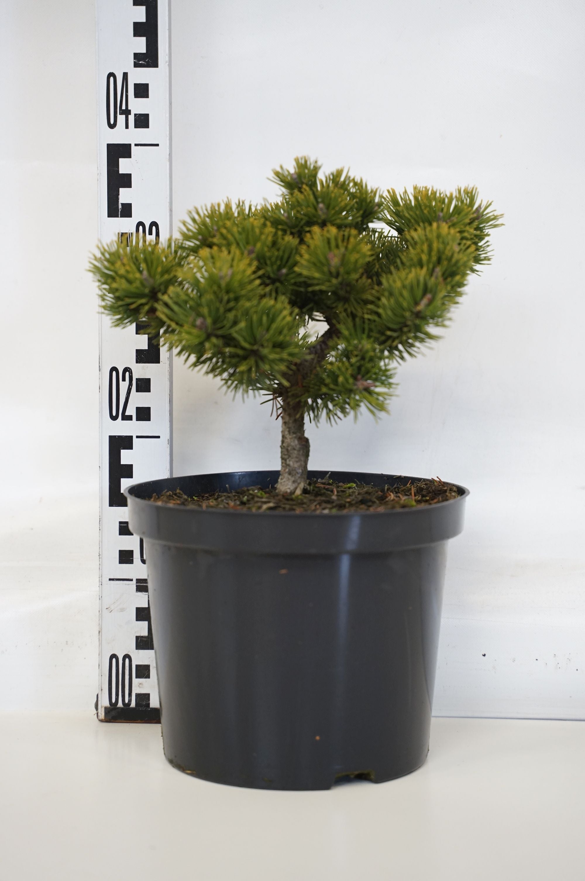 Pinus mugo &