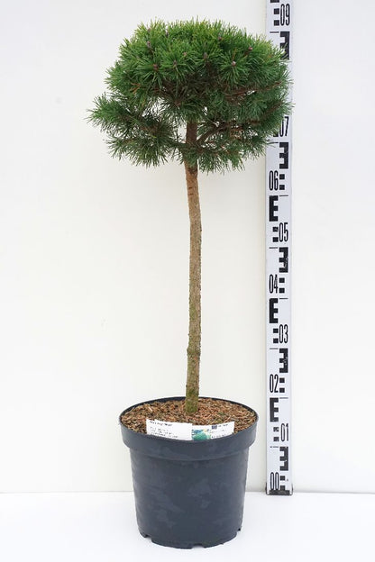 Pinus mugo &