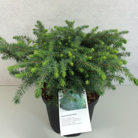 Picea Mariana 'Nana'