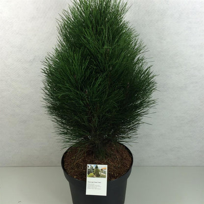 Pinus nigra &