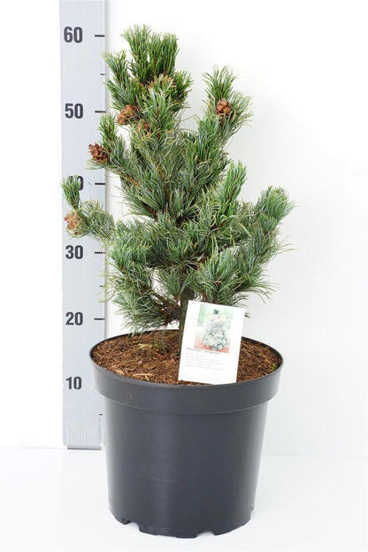 Pinus parviflora &