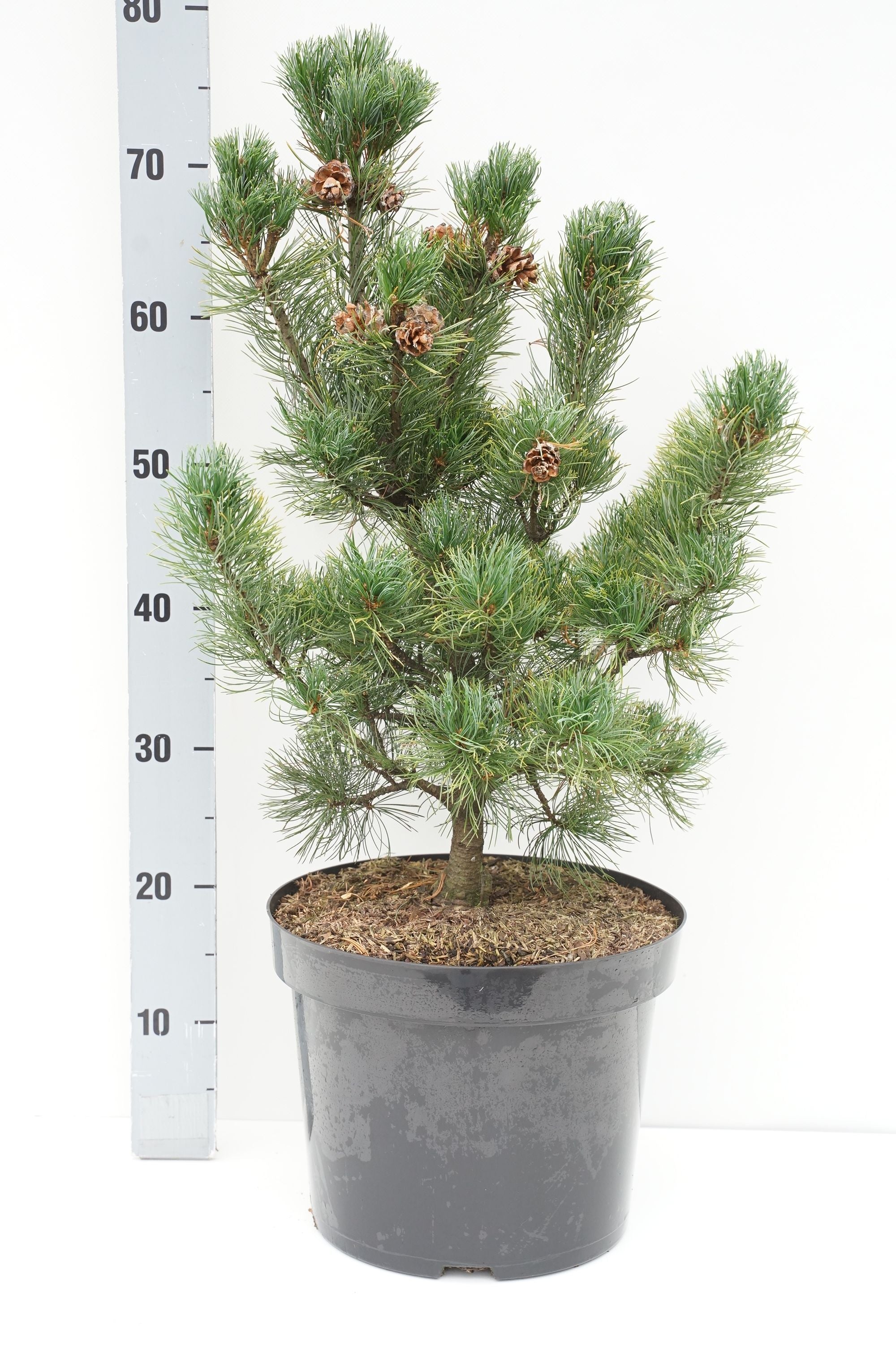 Pinus parv. &