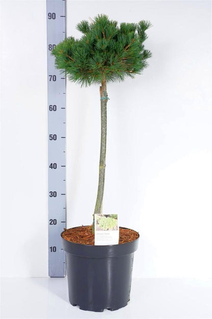 Pinus parv. &