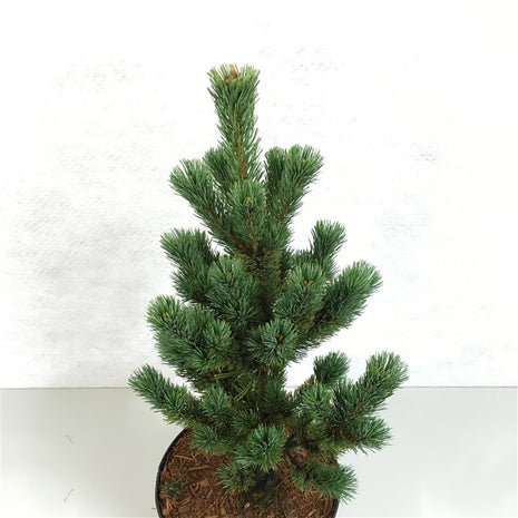 Pinus parv. "Shike-Shima"