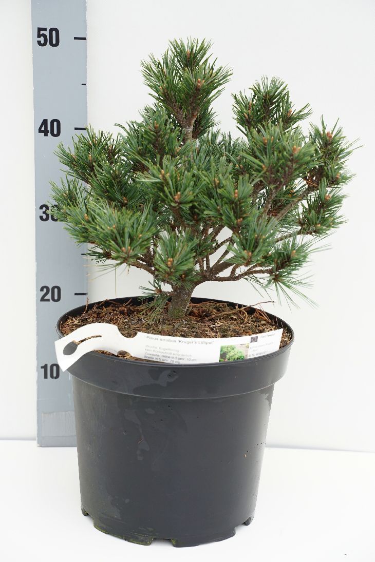 Pinus strobus &