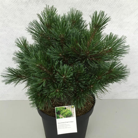 Pinus strobus "Kruger's Lilliput"