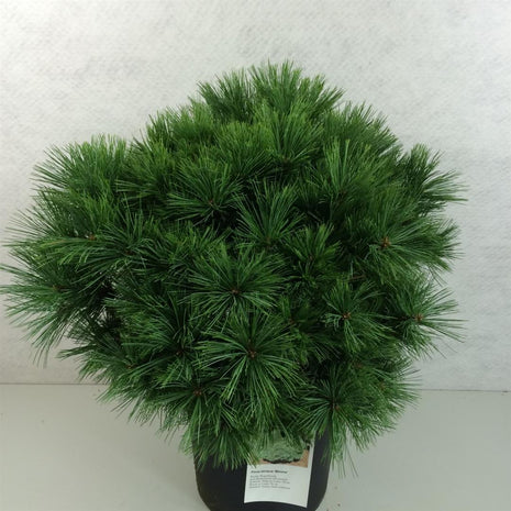 Pinus strobus "Minima"