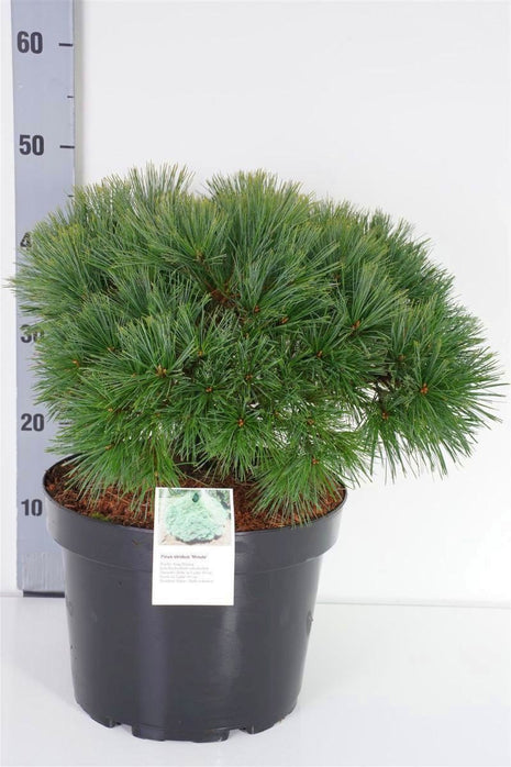 Pinus strobus 'Minuta'