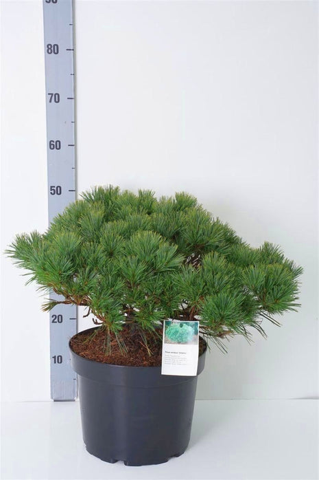 Pinus strobus 'Ontario'