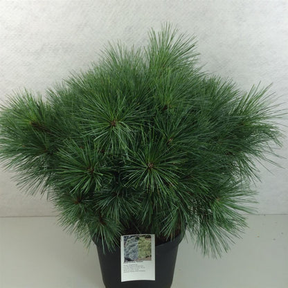 Pinus strobus &