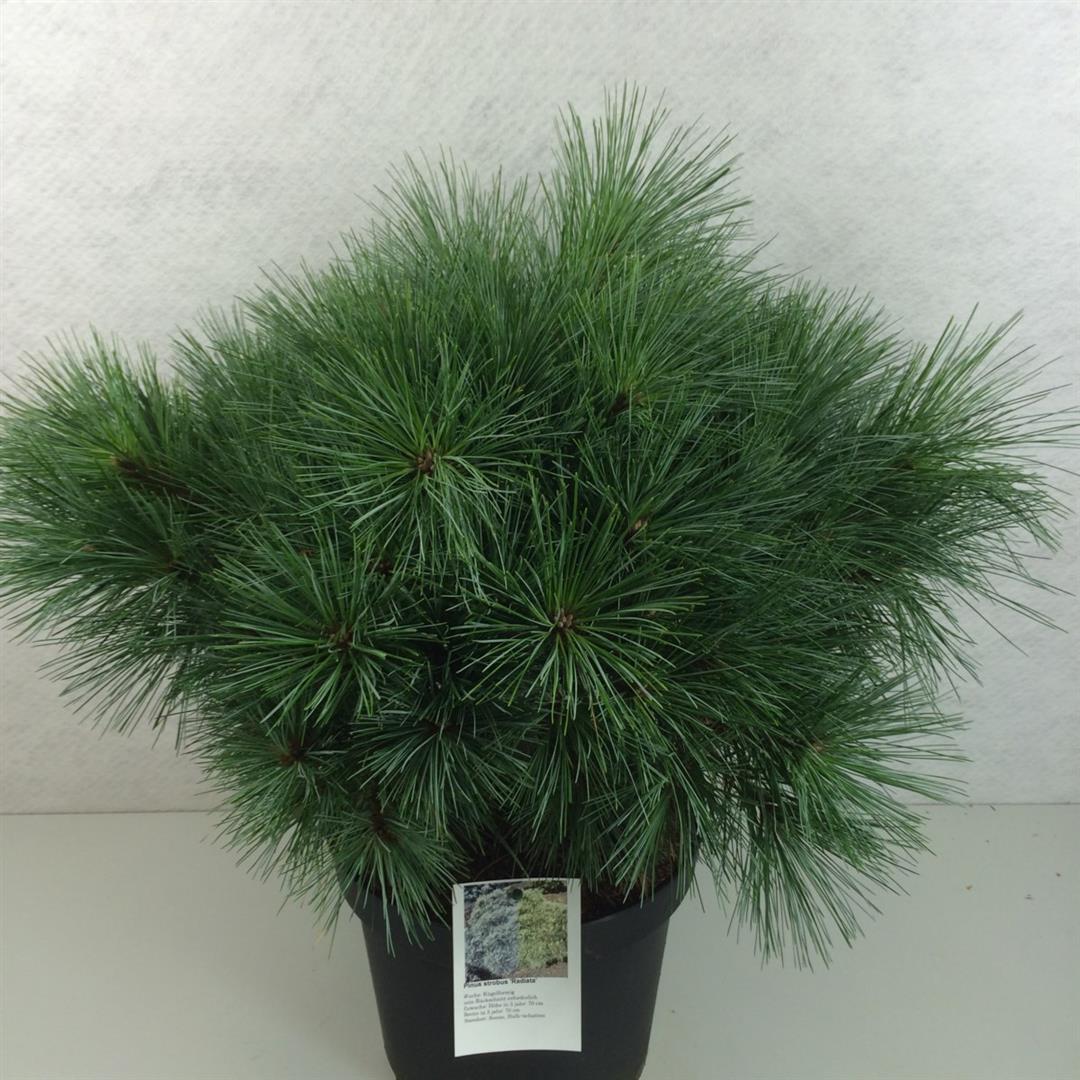 Pinus strobus &