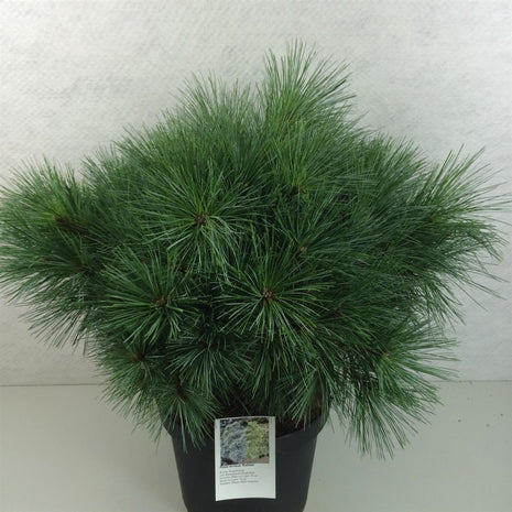 Pinus strobus 'Radiata'