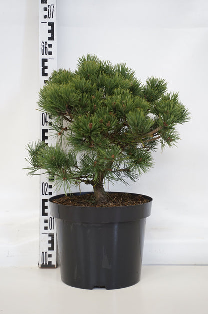 Pinus sylv. &
