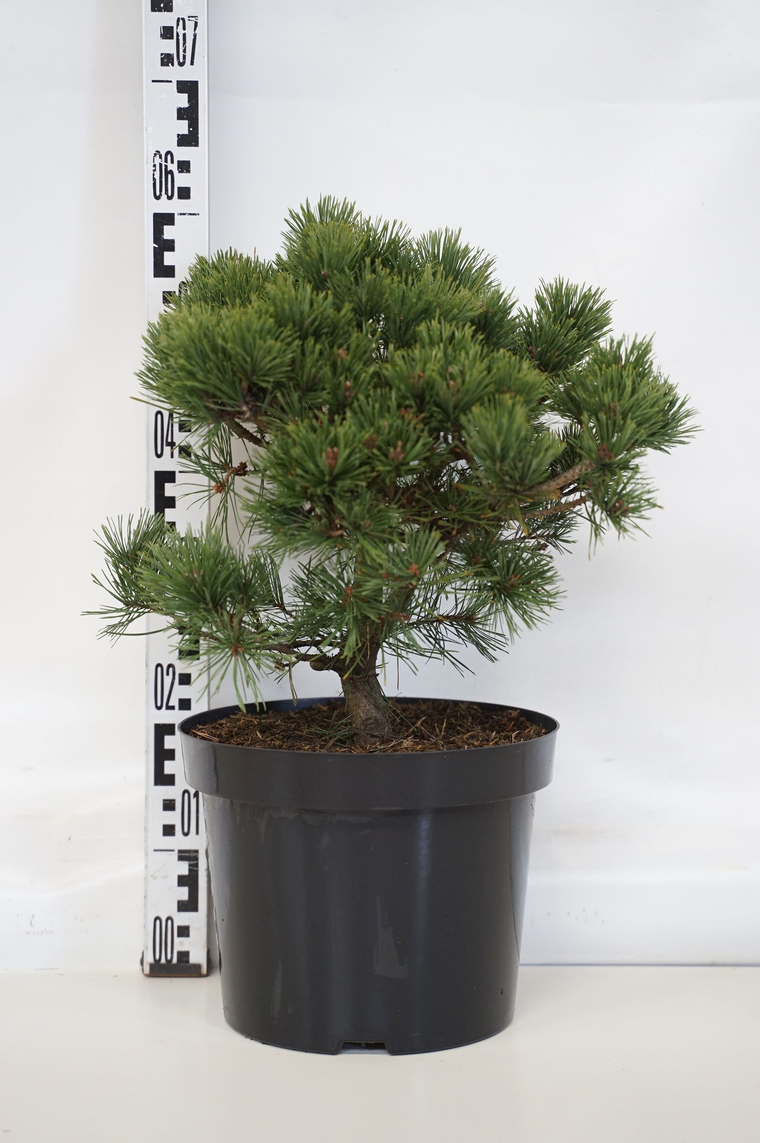 Pinus sylvestris &
