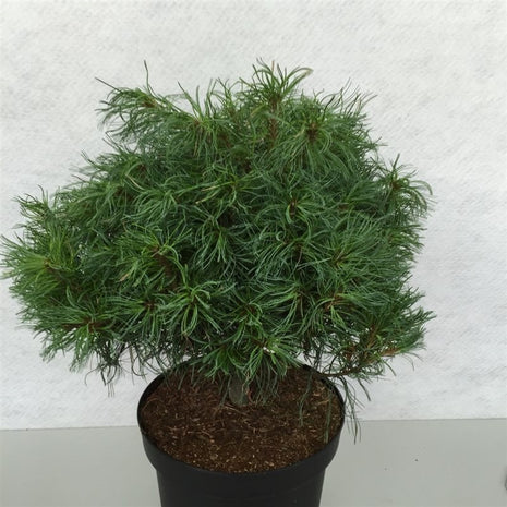 Pinus strobus 'Tiny Curls'