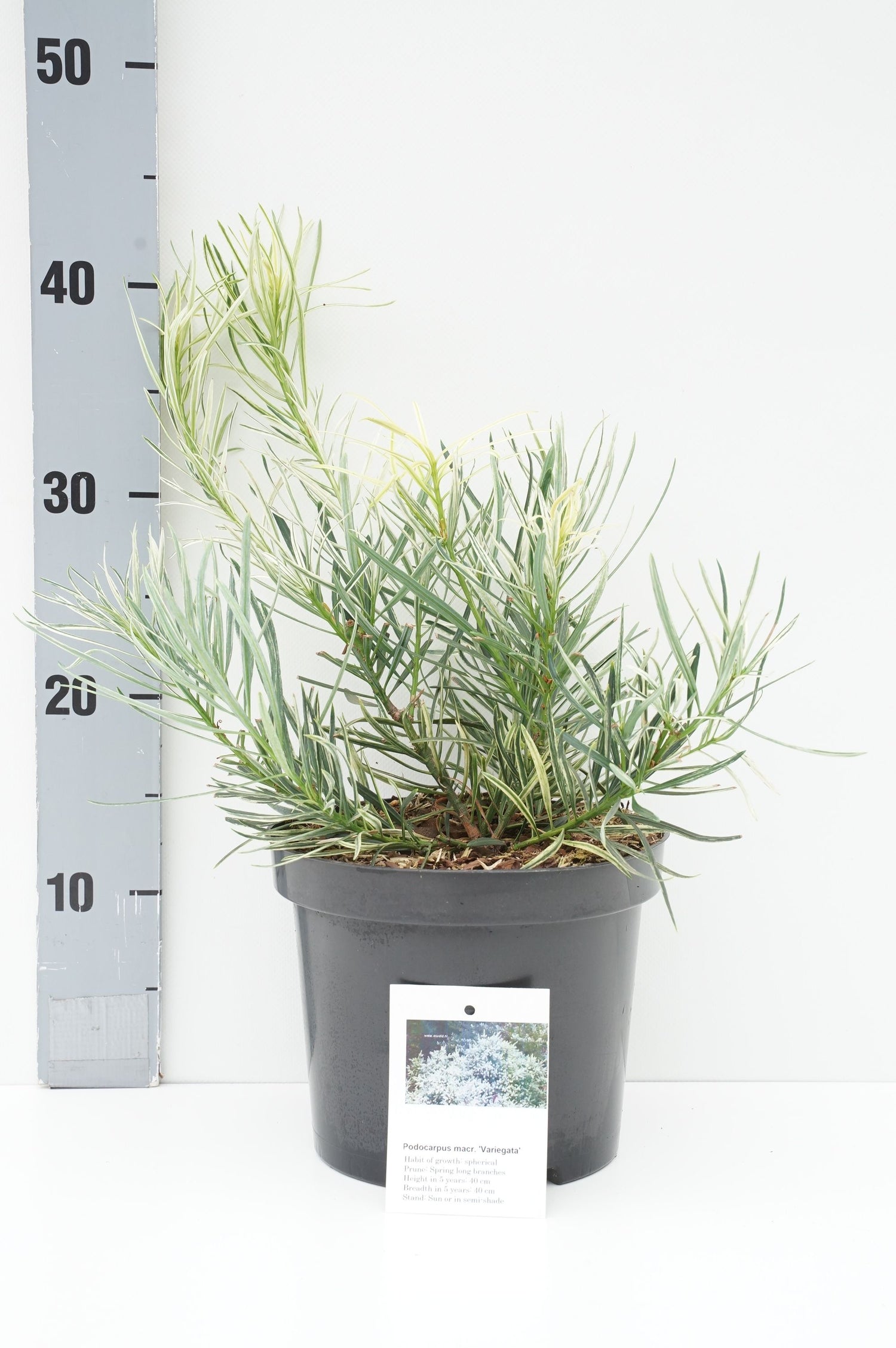 Podocarpus macrop. &