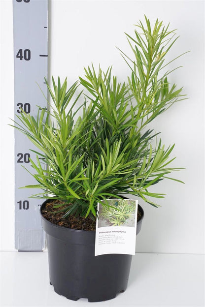 Podocarpus macrophyllus C3 (3 liters kruka) 25-30 cm