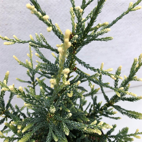 Sequoia semp. 'Salama'