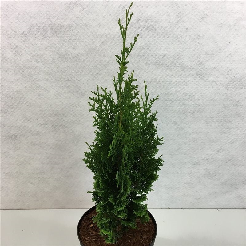 Thuja occ. &