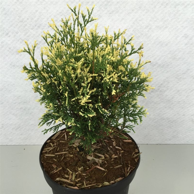 Thuja occ. &