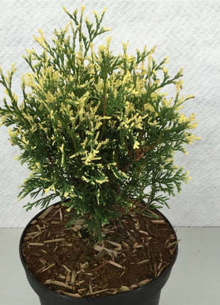 Thuja occ. 'Heartland Snow'