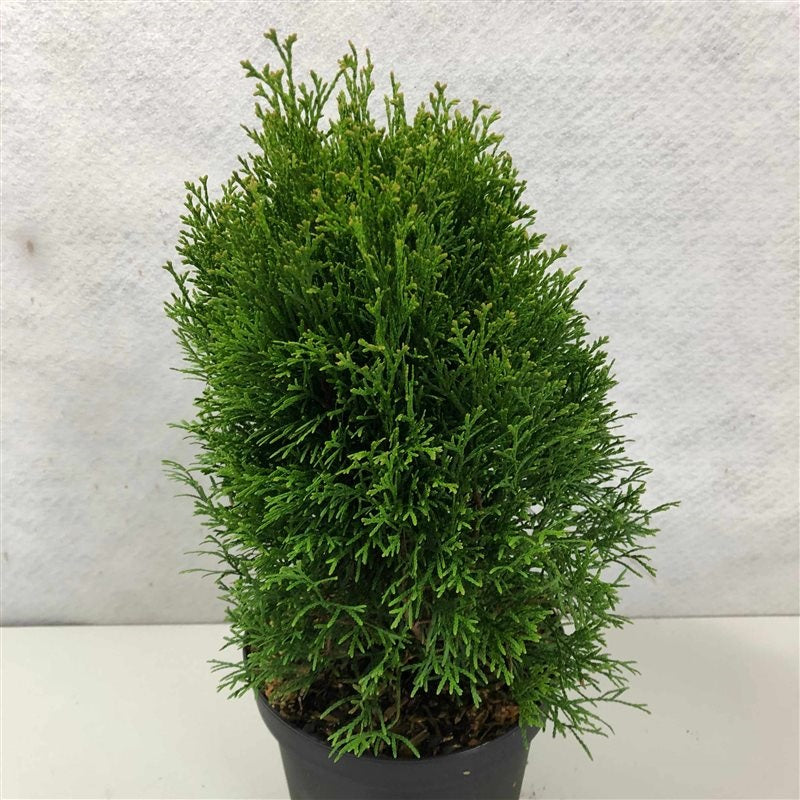 Thuja occ. &