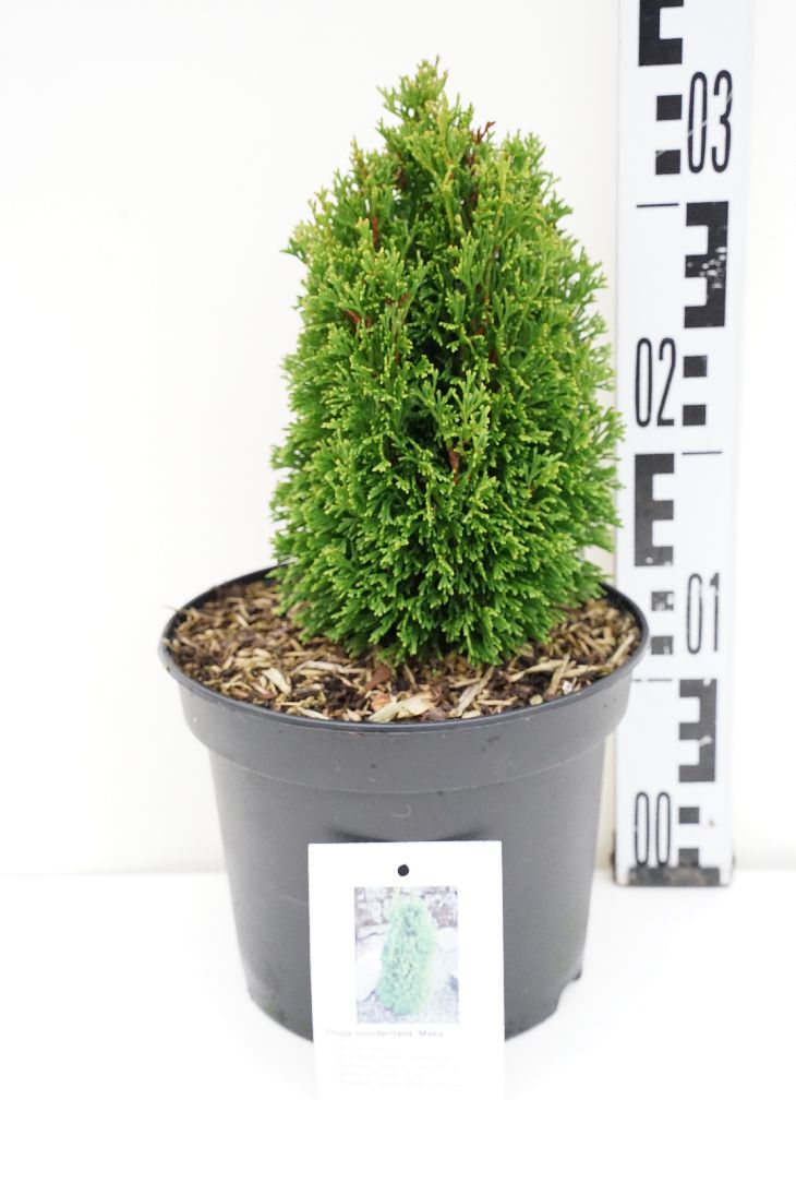 Thuja occidentalis &