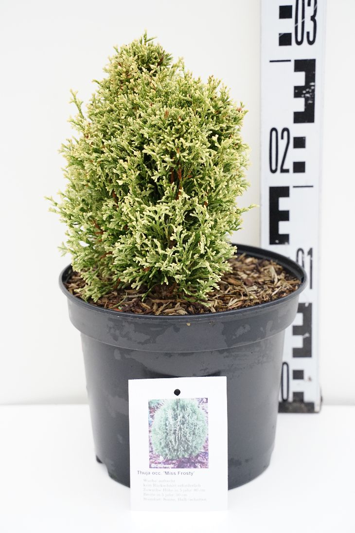 Thuja occidentalis &