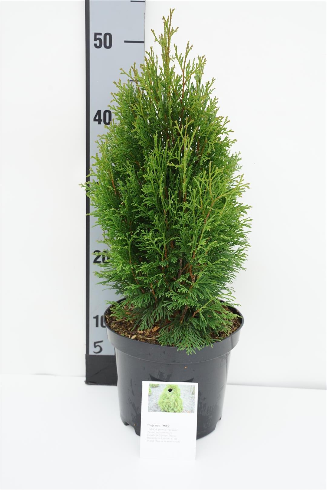 Thuja occ. &