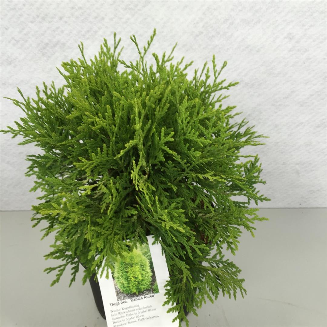 Thuja occ. &