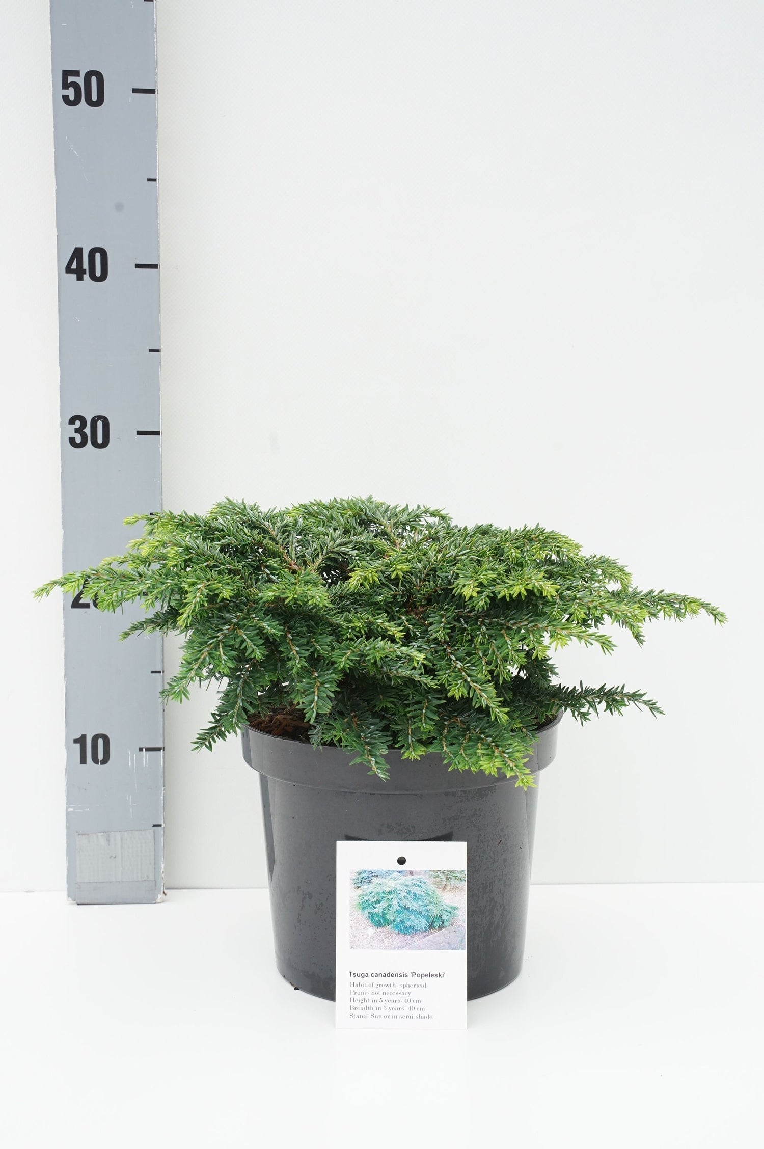 Hemlock can. &