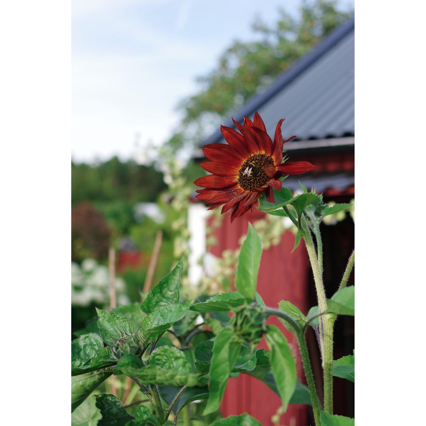 Solros Velvet Queen Organic – Ekologisk solros i sammetsmörkt röd ...