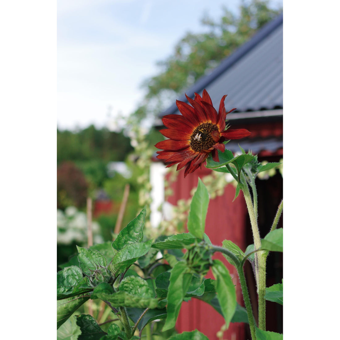 Solros Velvet Queen Organic