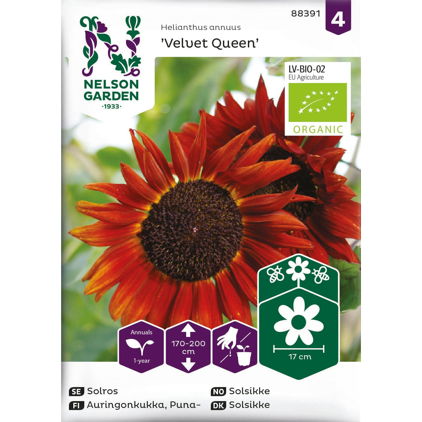 Solros Velvet Queen Organic – Ekologisk solros i sammetsmörkt röd ...